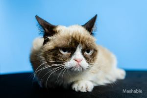grumpy-cat1